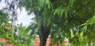 सच्चिदानंद सिन्हा Sachchidanand Sinha