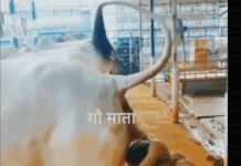 हर मर्ज की एक दवा-गोबर और गौ मूत्र – डॉ योगेन्द्र Gau Mutra