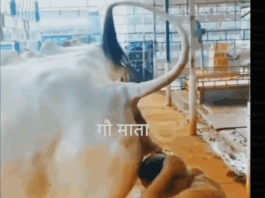 हर मर्ज की एक दवा-गोबर और गौ मूत्र – डॉ योगेन्द्र Gau Mutra