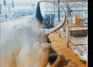 हर मर्ज की एक दवा-गोबर और गौ मूत्र – डॉ योगेन्द्र Gau Mutra