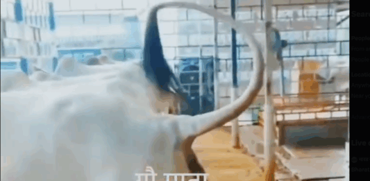 हर मर्ज की एक दवा-गोबर और गौ मूत्र – डॉ योगेन्द्र Gau Mutra