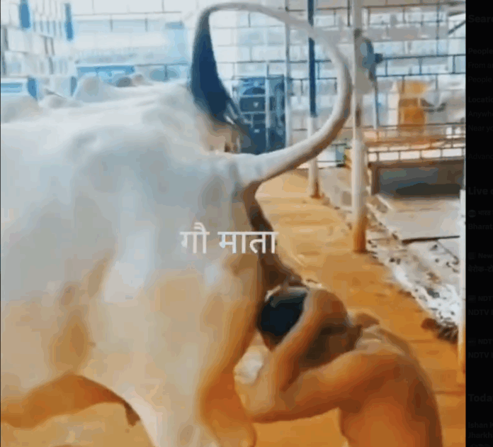 Gau Mutra Gau Mutra