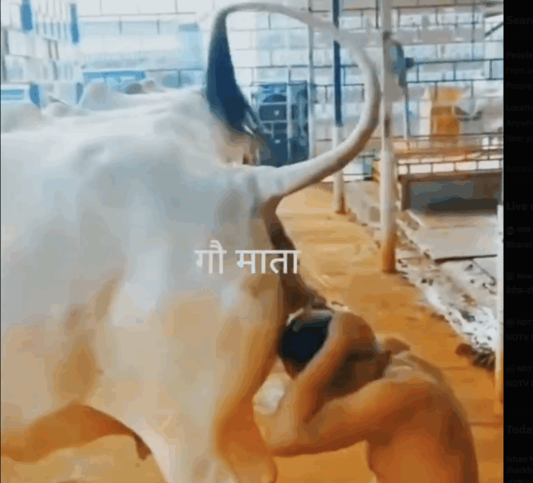 Gau Mutra