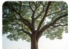 वटवृक्ष, स्त्री और सभ्यता की दीर्घ श्वास The Banyan Tree, the Woman, and the Deep Sigh of Civilization