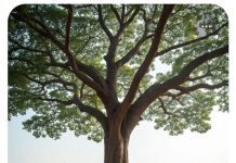 वटवृक्ष, स्त्री और सभ्यता की दीर्घ श्वास The Banyan Tree, the Woman, and the Deep Sigh of Civilization