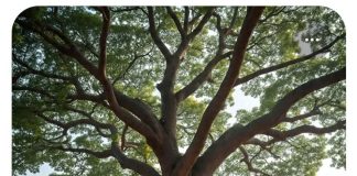 वटवृक्ष, स्त्री और सभ्यता की दीर्घ श्वास The Banyan Tree, the Woman, and the Deep Sigh of Civilization