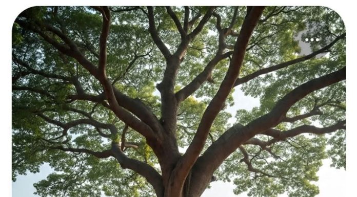 वटवृक्ष, स्त्री और सभ्यता की दीर्घ श्वास The Banyan Tree, the Woman, and the Deep Sigh of Civilization