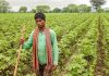 कपास किसानों की बर्बादी : किसकी उंगलियां घी में? cotton farmer