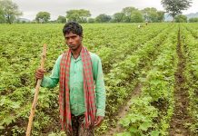कपास किसानों की बर्बादी : किसकी उंगलियां घी में? cotton farmer
