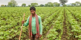 कपास किसानों की बर्बादी : किसकी उंगलियां घी में? cotton farmer