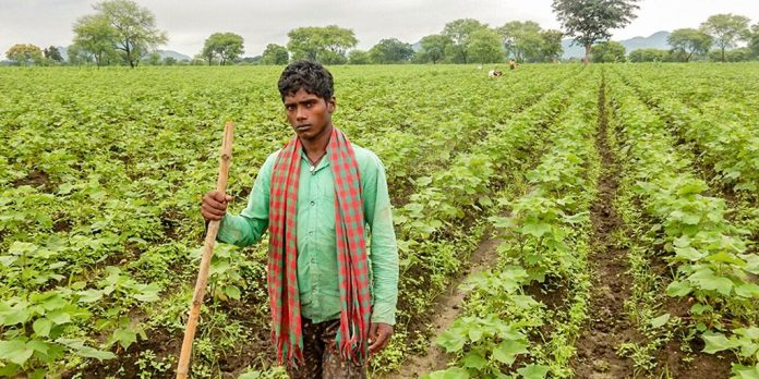 cotton farmer