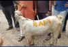 Sacred cows, harsh economics ‘Faith collides with farmers’ livelihoods Bakrid