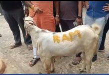 Sacred cows, harsh economics ‘Faith collides with farmers’ livelihoods Bakrid