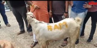 Sacred cows, harsh economics ‘Faith collides with farmers’ livelihoods Bakrid
